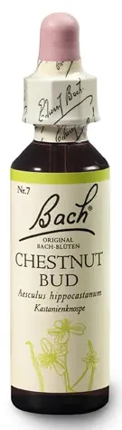 Bach Chestnut Bud eszencia 20ml