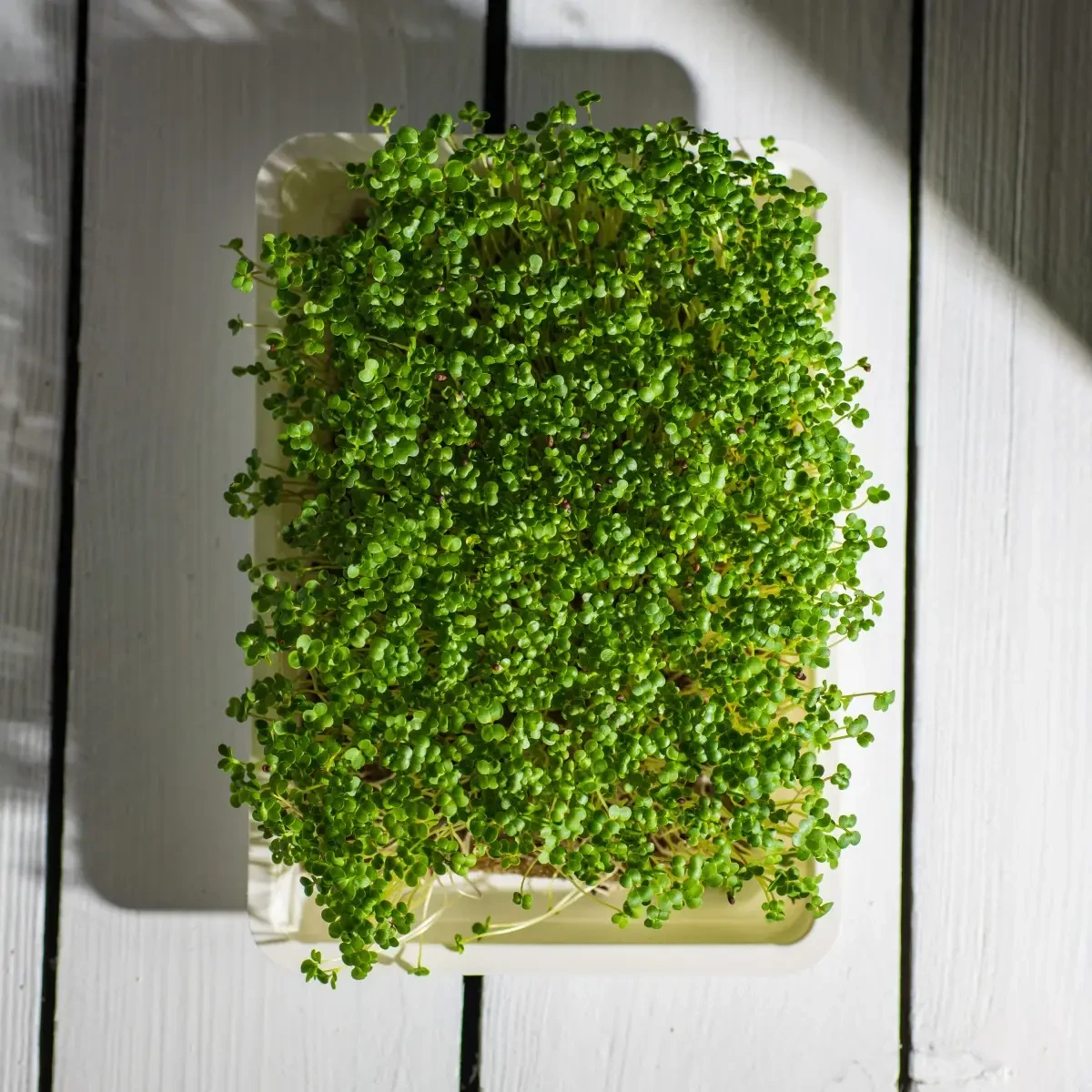 Legelde Vajrépa 50 g mikrozöld mag