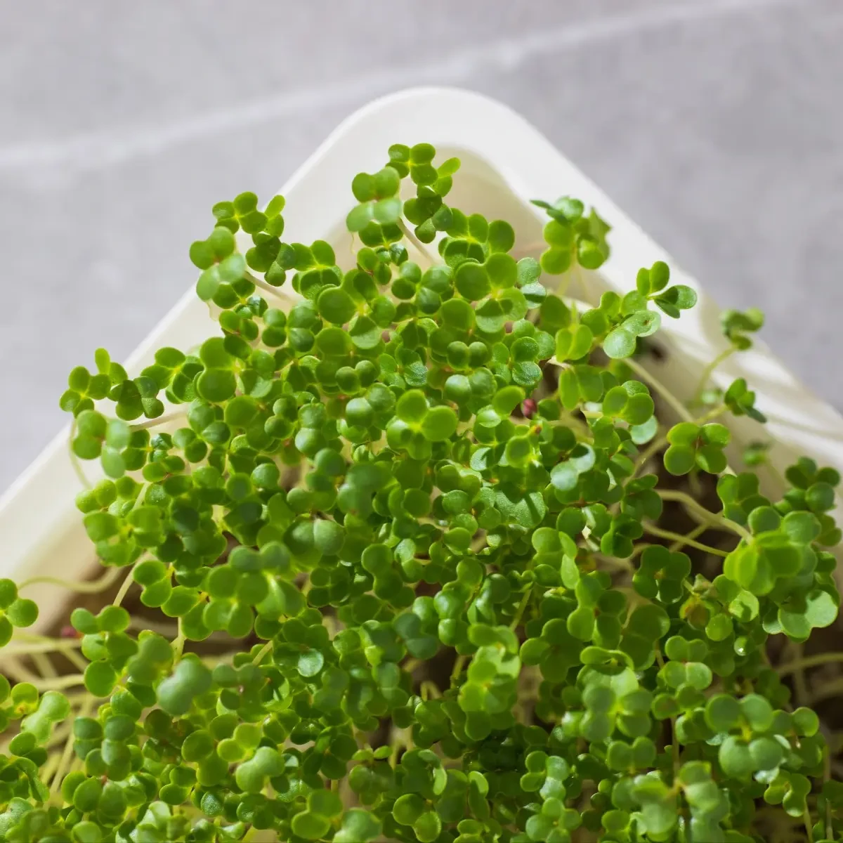 Legelde Vajrépa 50 g mikrozöld mag