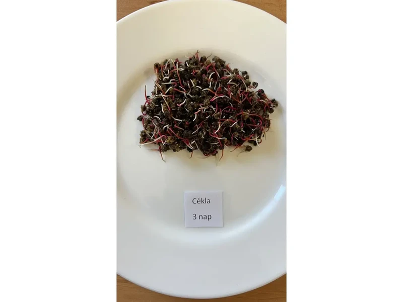 Dénes Natura Cékla csíráztatásra 200 g