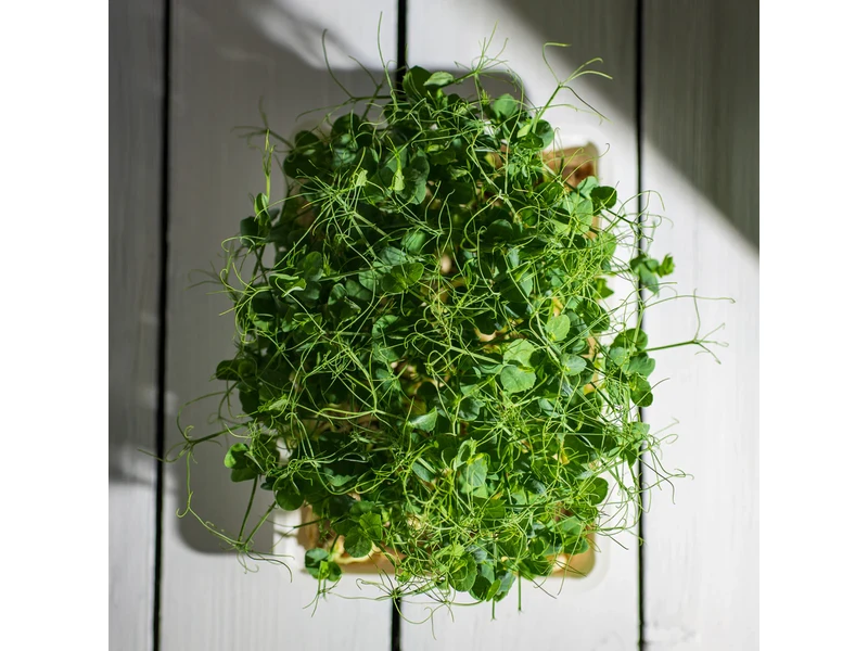 Legeldle Zöldborsó, Afila 100 g mikrozöld mag