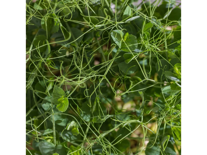 Legeldle Zöldborsó, Afila 100 g mikrozöld mag