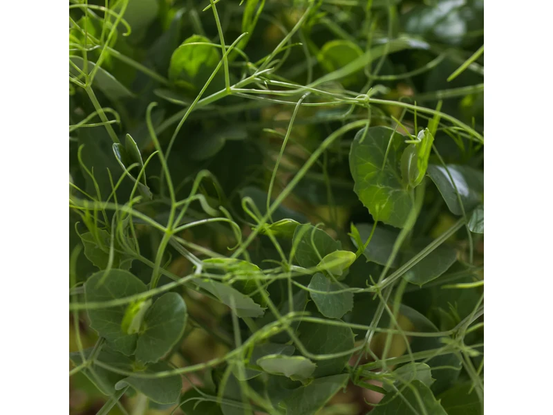 Legeldle Zöldborsó, Afila 100 g mikrozöld mag