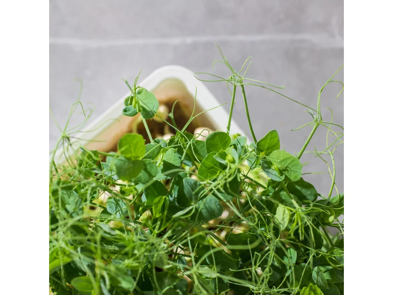 Legeldle Zöldborsó, Afila 100 g mikrozöld mag