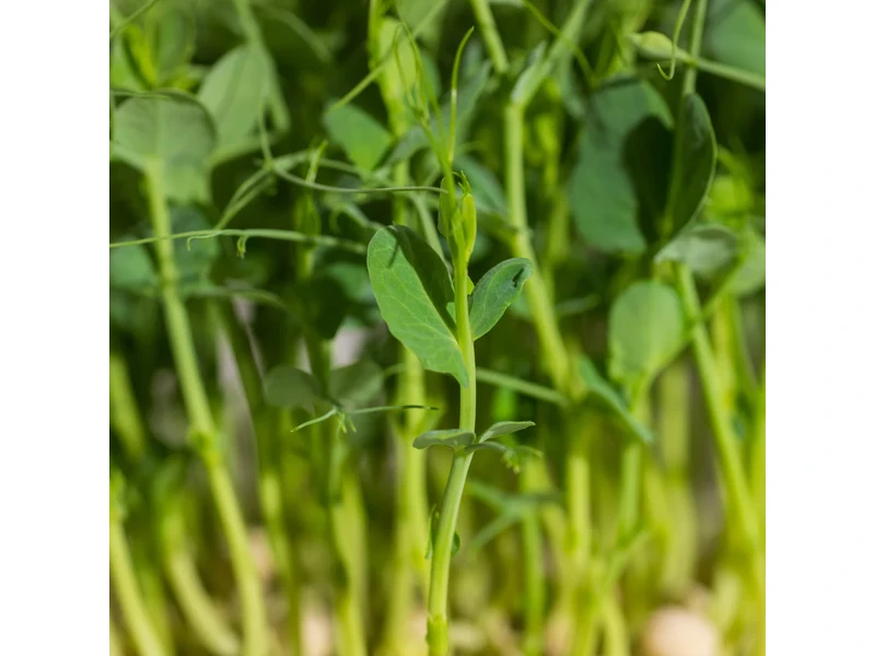 Legeldle Zöldborsó, Afila 100 g mikrozöld mag