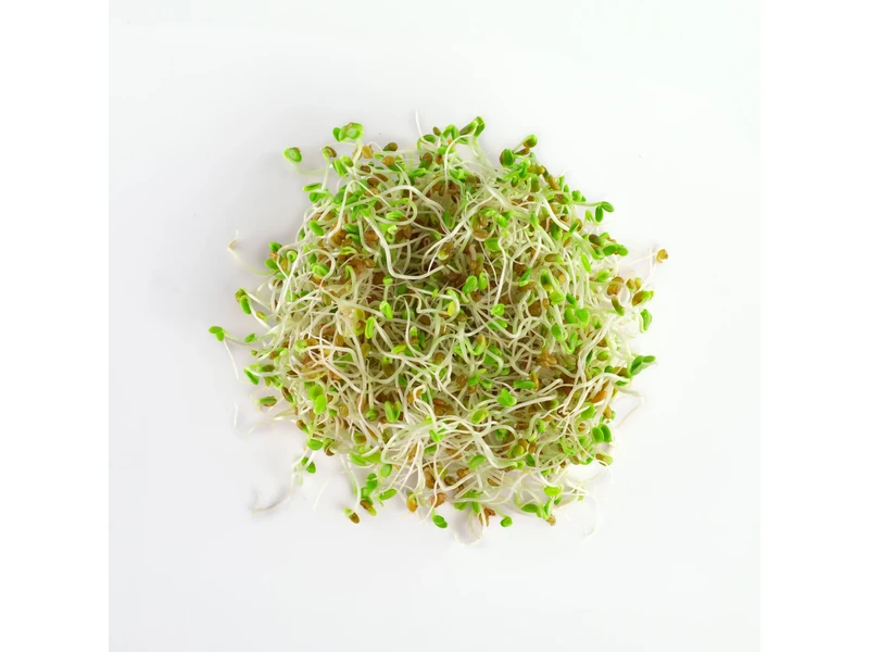 Legelde Bíborhere 150 g csíramag