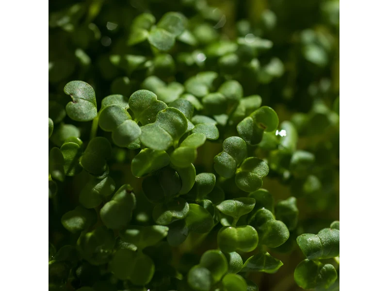 Legeldle Brokkoli, Raab 50 g mikrozöld mag