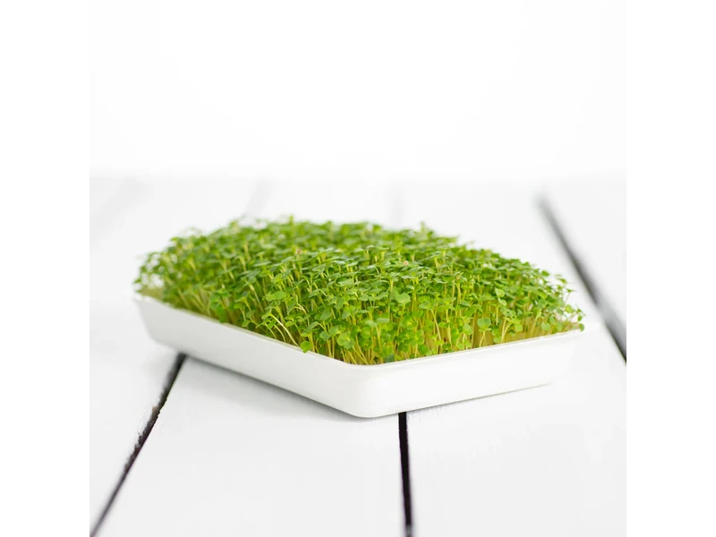 Legeldle Brokkoli, Raab 50 g mikrozöld mag