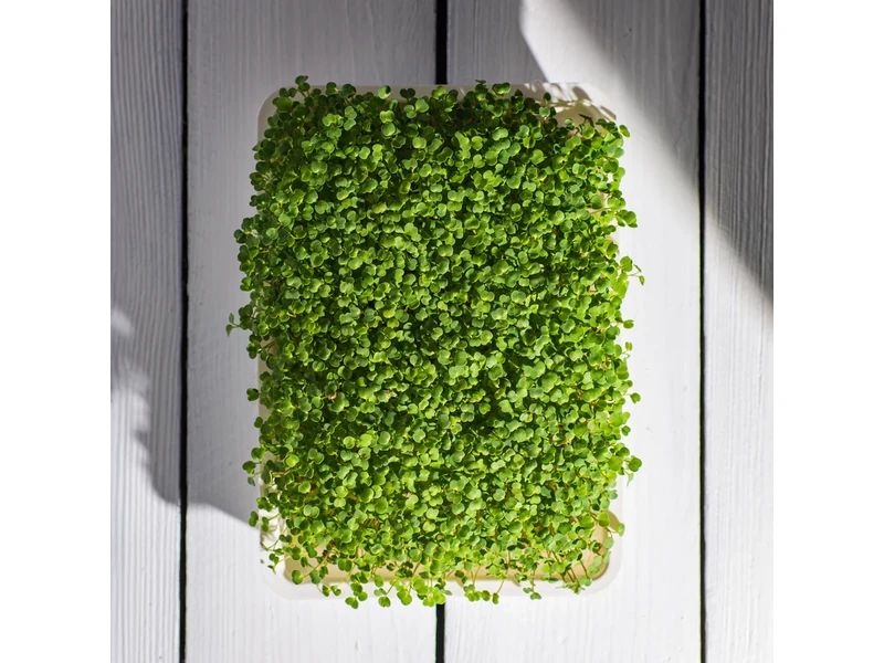 Legeldle Brokkoli, Raab 50 g mikrozöld mag