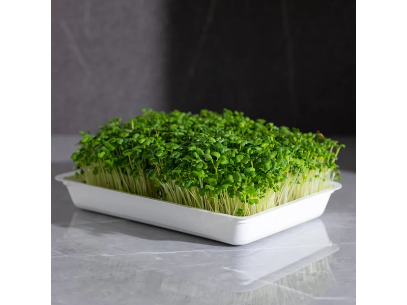 Legeldle Pak Choi 30 g mikrozöld mag