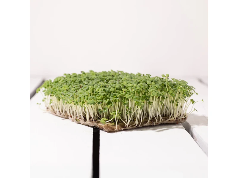 Legeldle Pak Choi 30 g mikrozöld mag