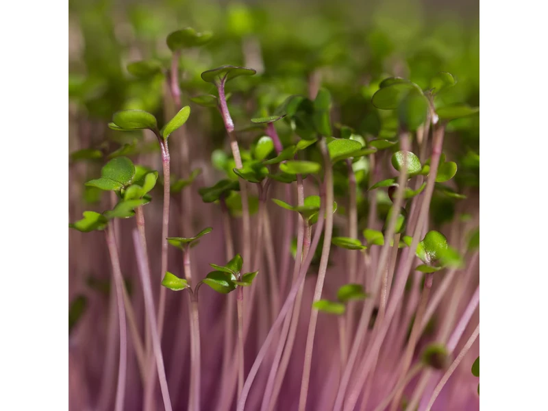 Legeldle Karalábé 30 g mikrozöld mag