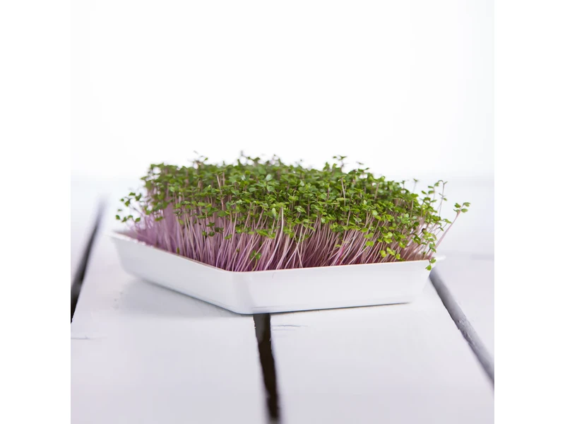 Legeldle Karalábé 30 g mikrozöld mag