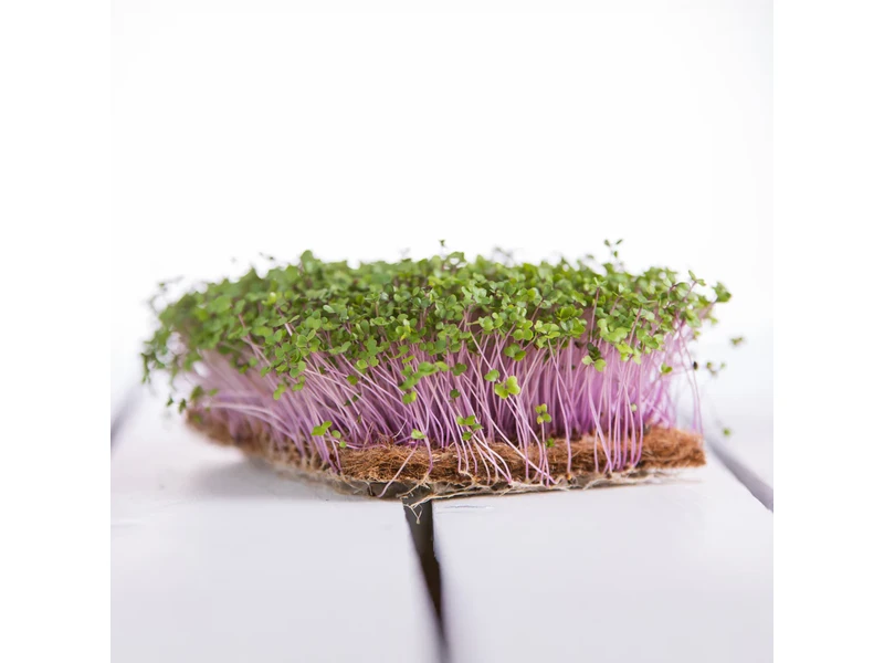 Legeldle Karalábé 30 g mikrozöld mag