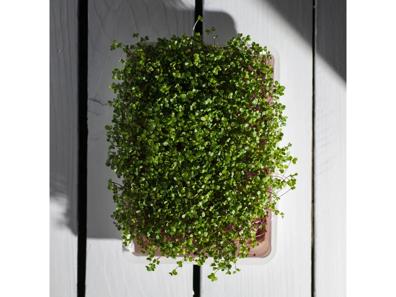 Legeldle Karalábé 30 g mikrozöld mag