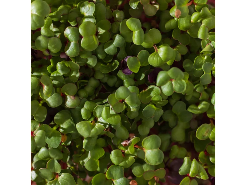 Legeldle Retek, Fusion 100 g mikrozöld magkeverék