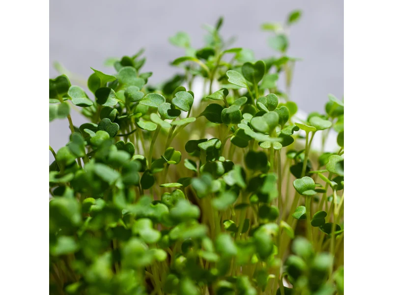 Legeldle Rukkola, Runway 50 g mikrozöld mag