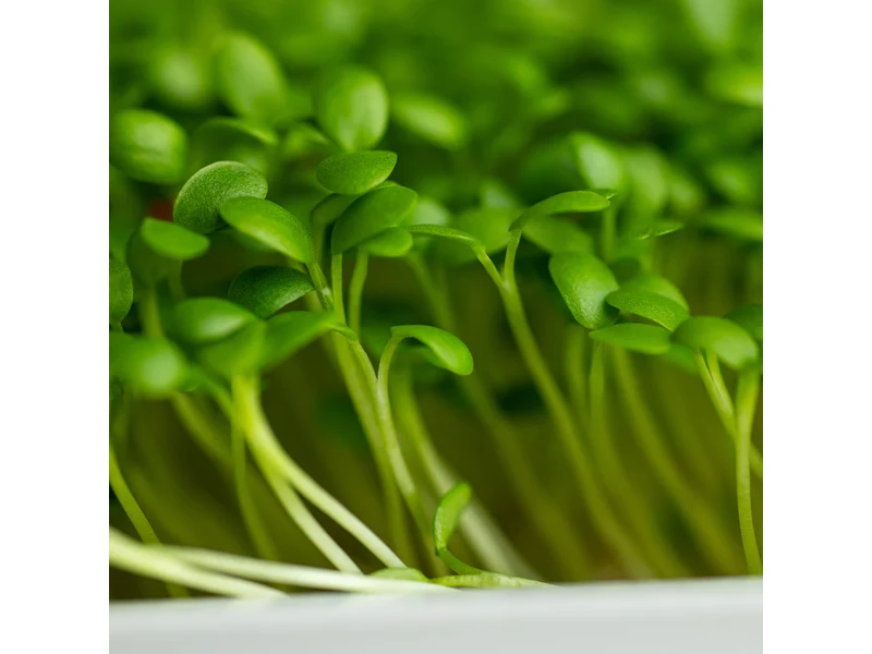 Legeldle Rukkola, Runway 50 g mikrozöld mag