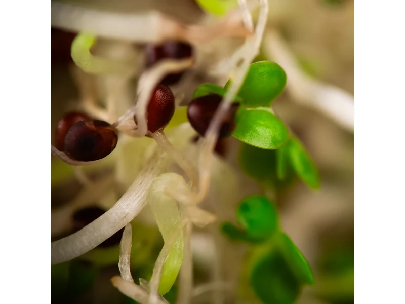 Legeldle Vajrépa 150 g csíramag