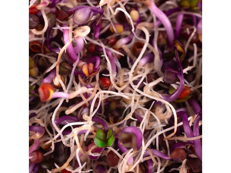 Legeldle Vöröskáposzta 100 g csíramag