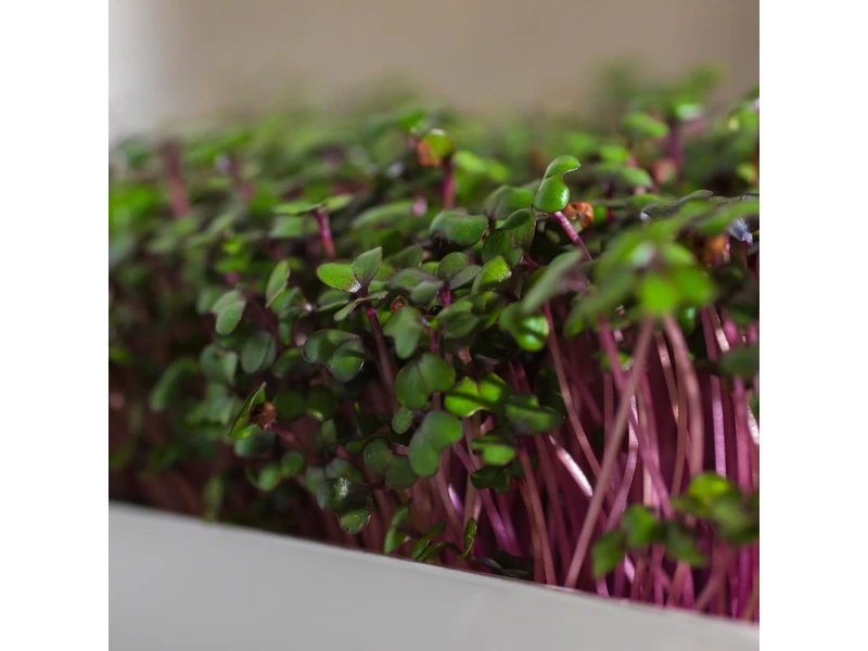 Legeldle Vöröskáposzta 30 g mikrozöld mag