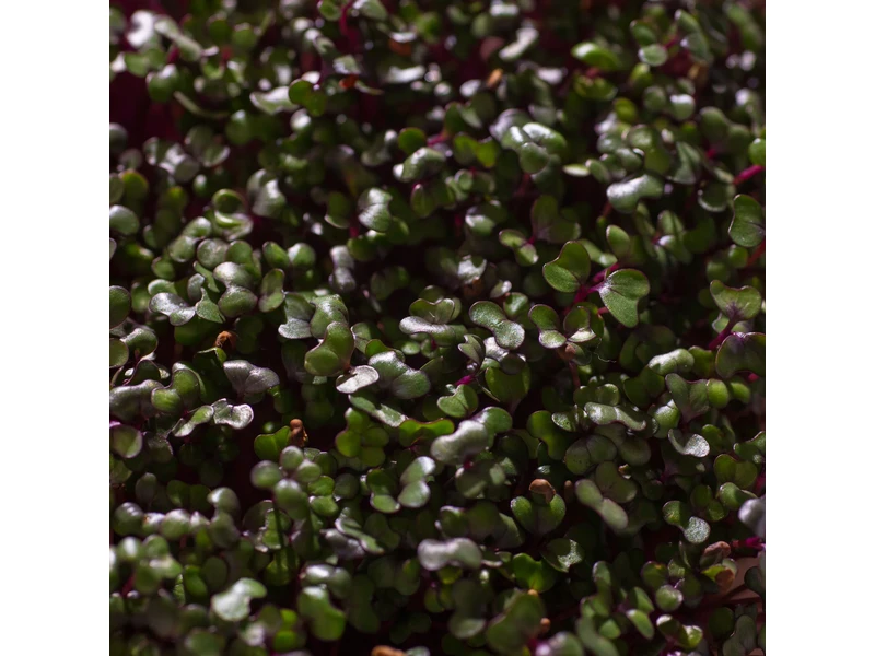 Legeldle Vöröskáposzta 30 g mikrozöld mag