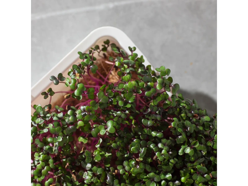 Legeldle Vöröskáposzta 30 g mikrozöld mag