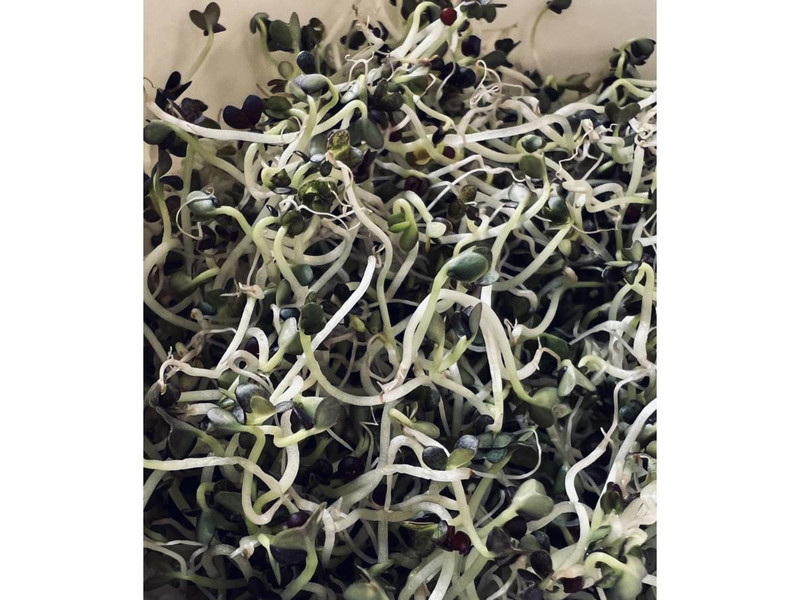 Mizuna-vörös csíráztatásra 200 g