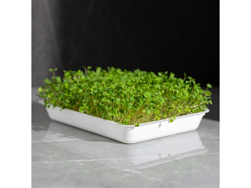 Legeldle Rukkola, Runway 50 g mikrozöld mag