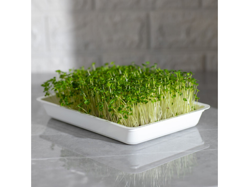 Legelde Vajrépa 50 g mikrozöld mag