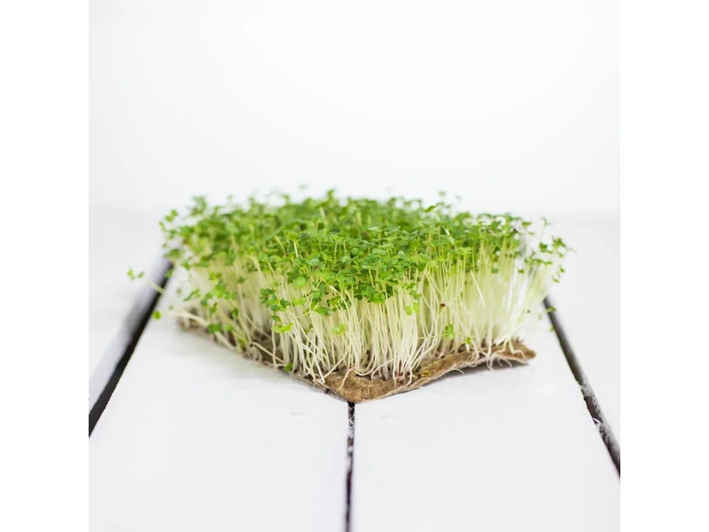 Legelde Vajrépa 50 g mikrozöld mag