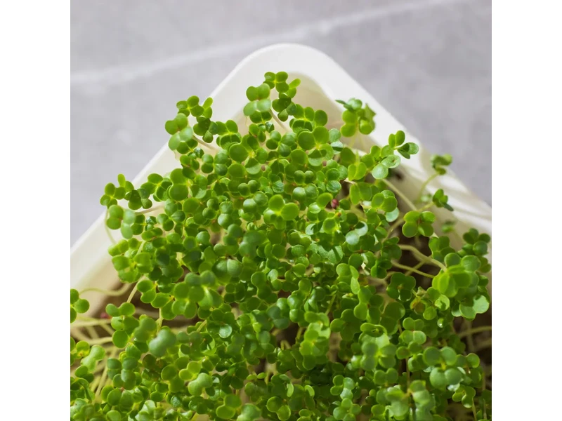 Legelde Vajrépa 50 g mikrozöld mag