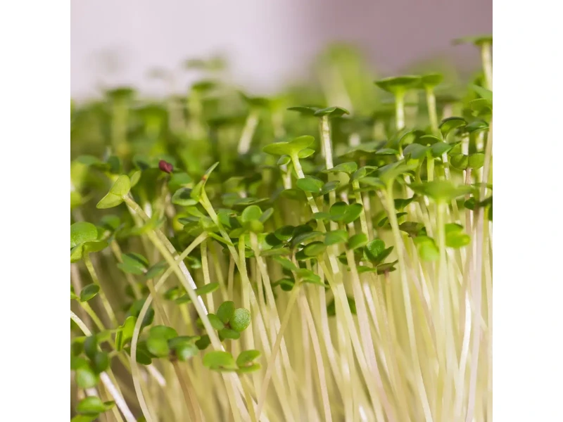 Legelde Vajrépa 50 g mikrozöld mag