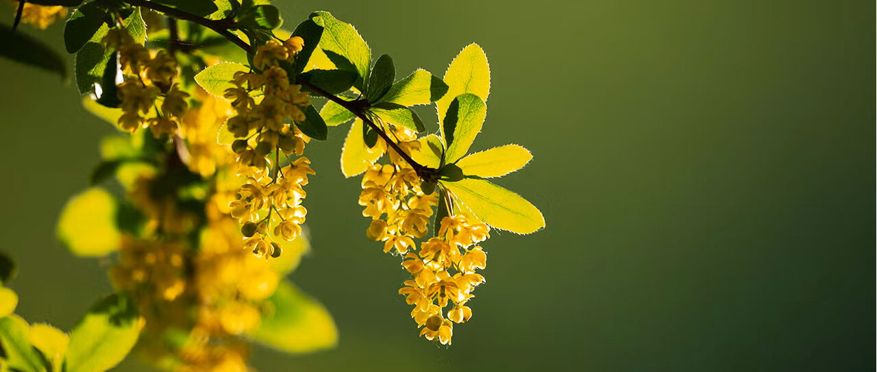 Berberine