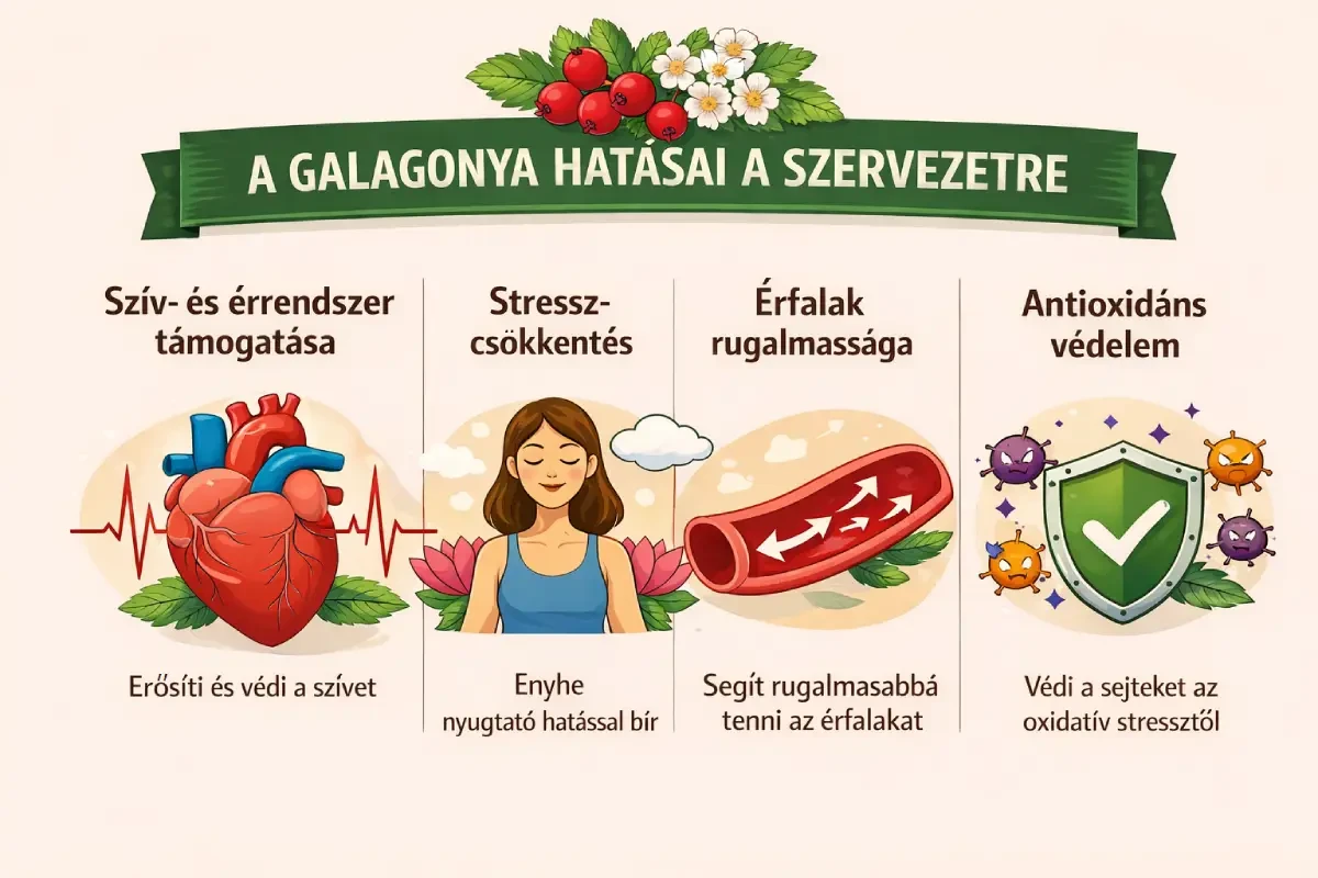 Infografika a galagonya jótékony hatásairól