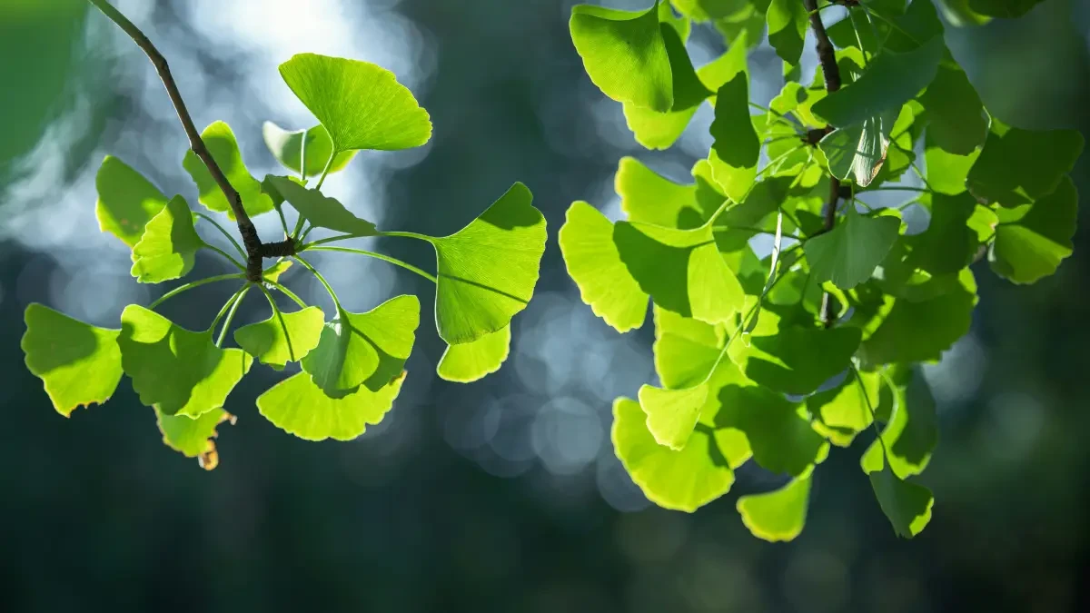 ginkgo-biloba