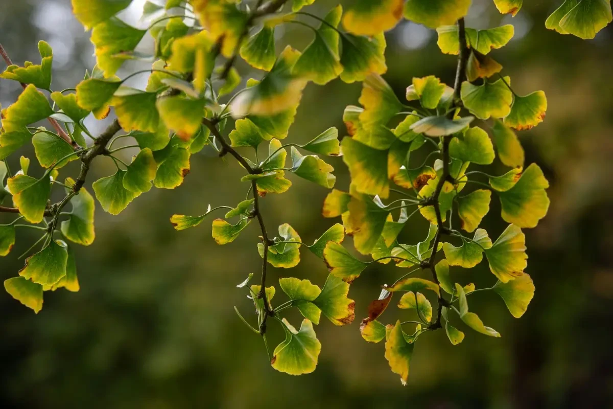Ginkgo biloba – a memória, a koncentráció és a szellemi frissesség