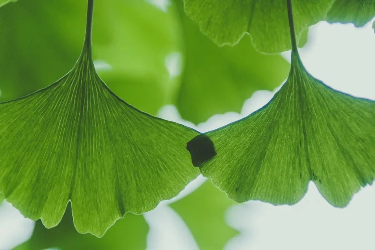 Ginkgo biloba
