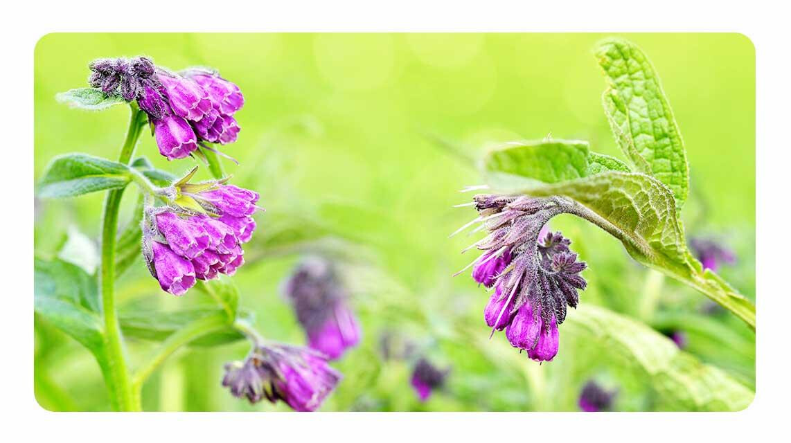 Fekete nadálytő - Symphytum Officinale