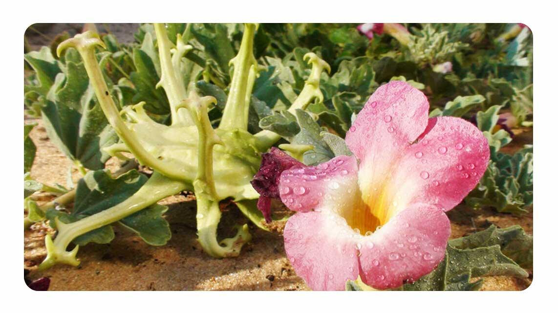 Ördögcsáklya - Harpagophytum Procumbens Ördögcsáklya - Harpagophytum Procumbens