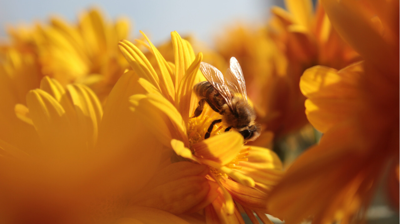A méhpempő jótékony hatásai