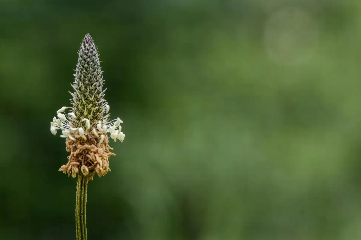 Lándzsás útifű szirup