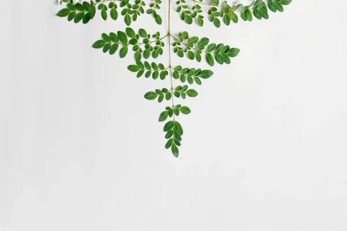 Moringa és mellékhatásai