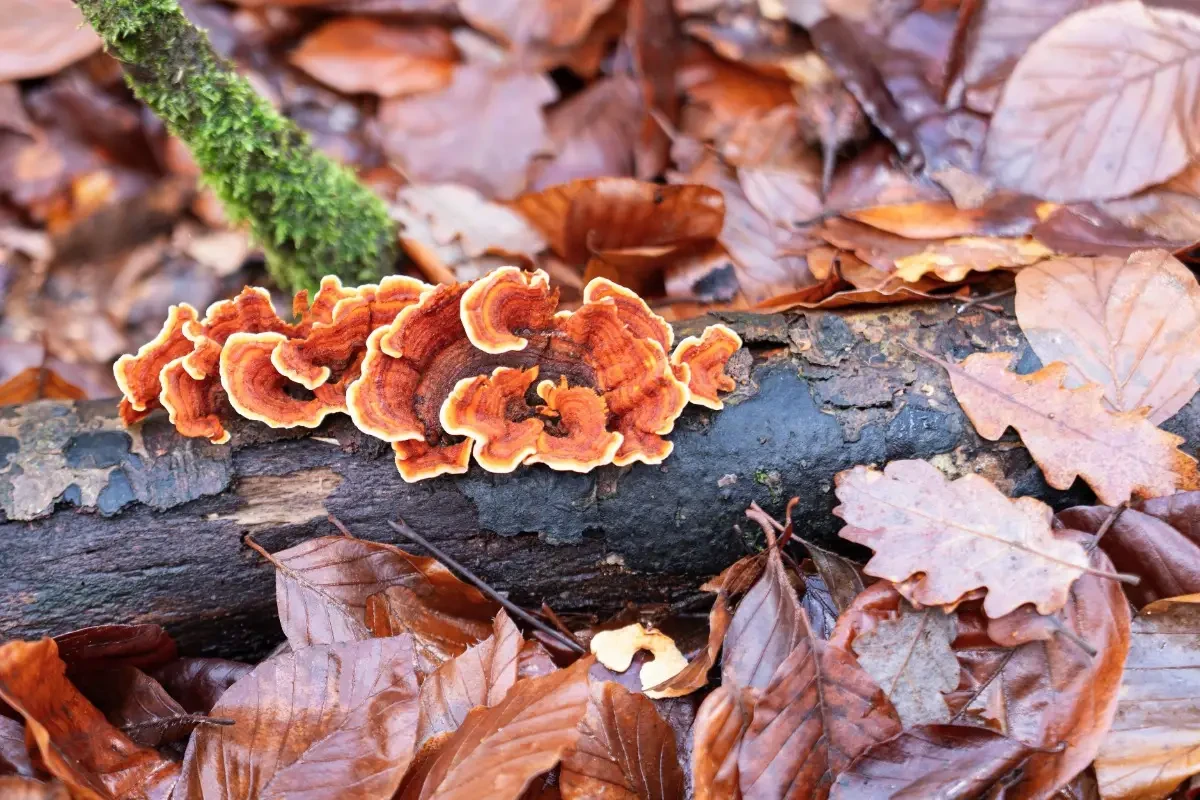 Reishi