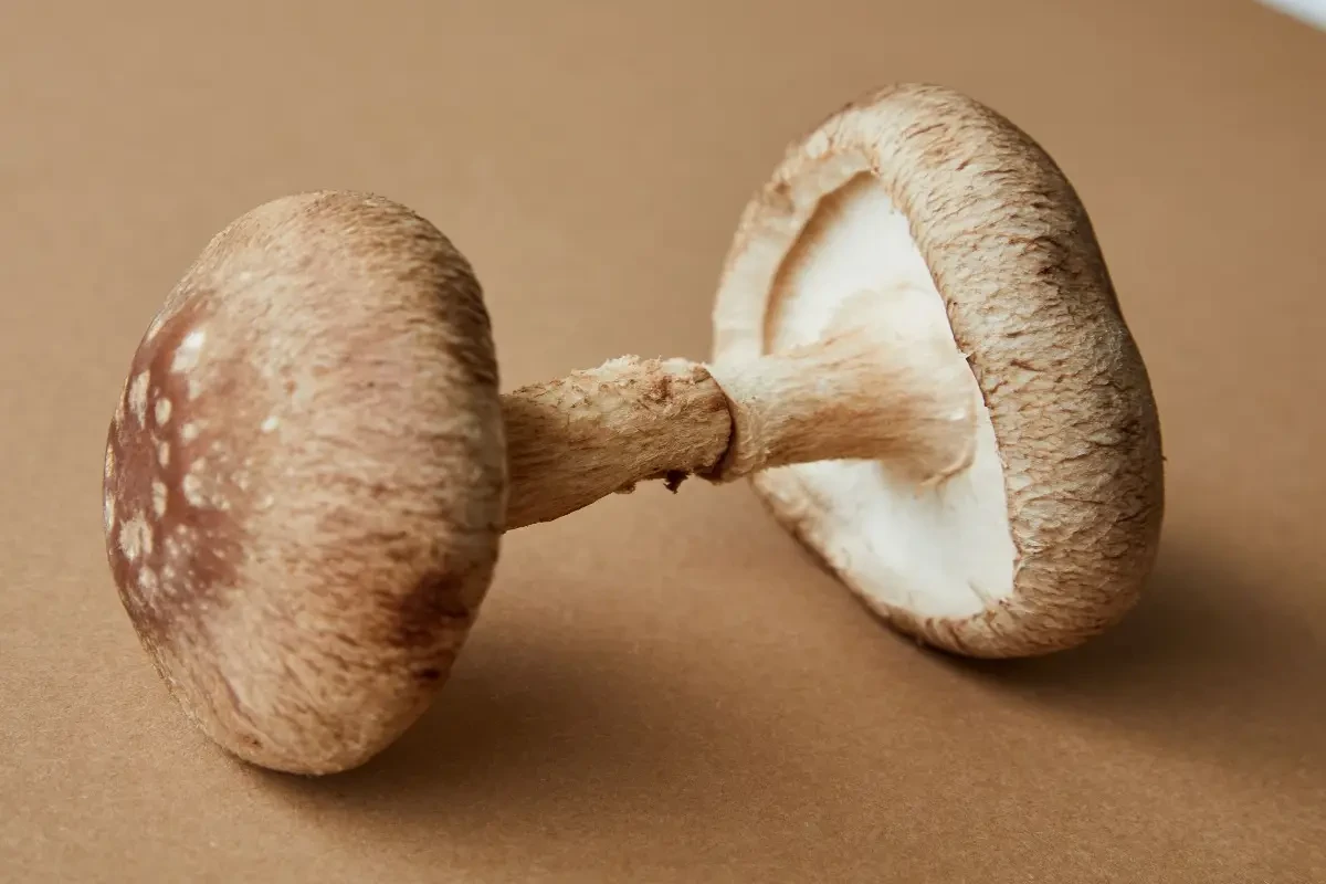 Shiitake gomba