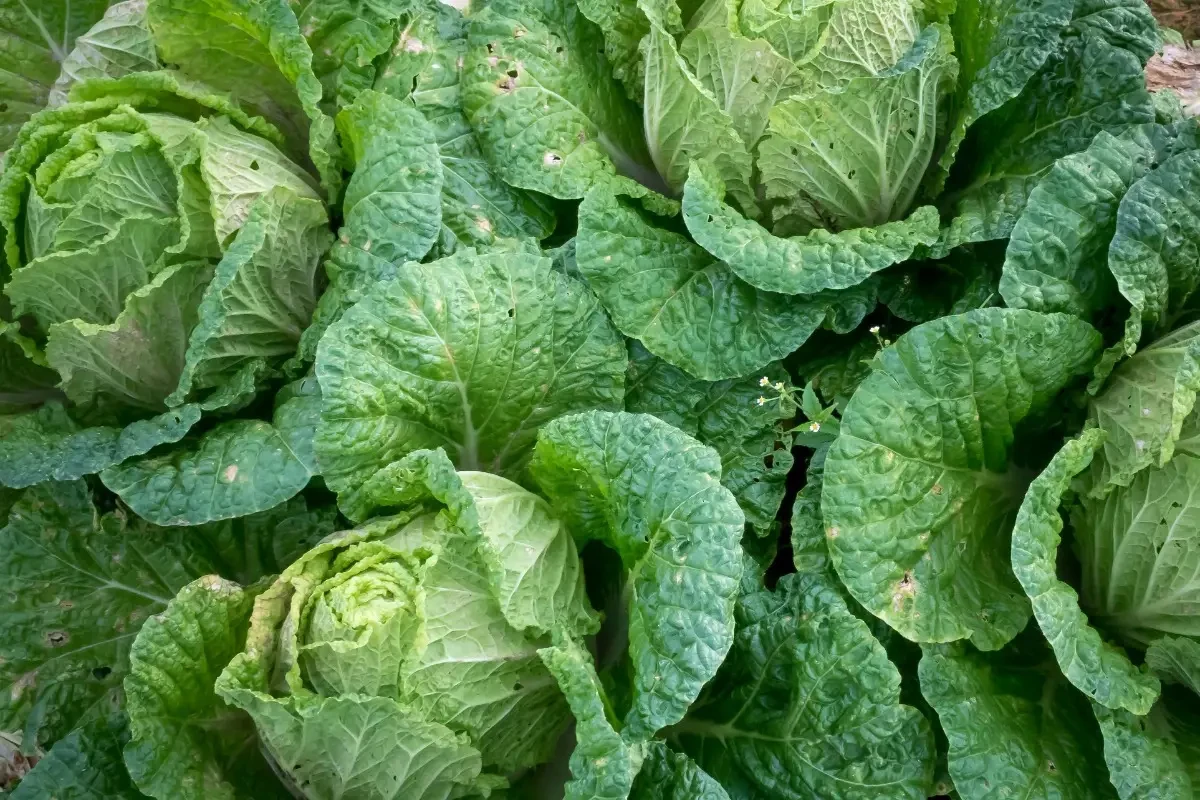 U-vitamin és a káposztalé