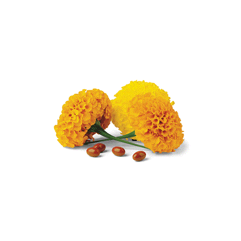 lutein lutein