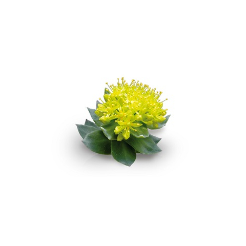Rhodiola rosea Rhodiola rosea