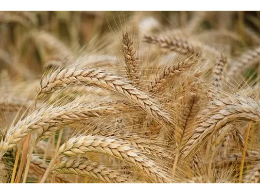 búzasikér, búzasikér hatása, mi az a búzasikér, búzasikér felhasználása, növényi fehérjeforrás, glutén fehérje