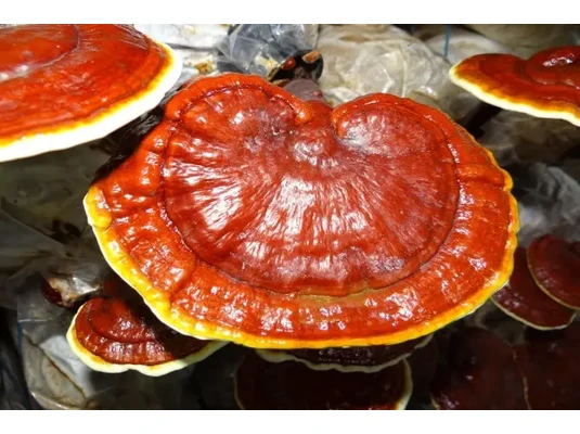 Ganoderma kapszula